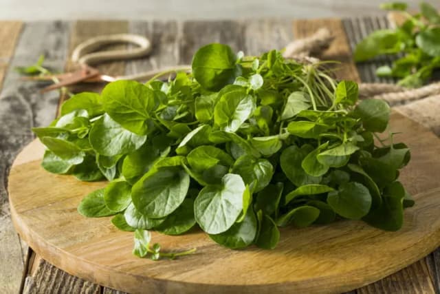 Recettes de salade de cresson : des idées fraîches et savoureuses Recettes de salade de cresson : des idées fraîches et savoureuses